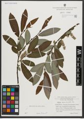 Foto von Salix appendiculata Vill.